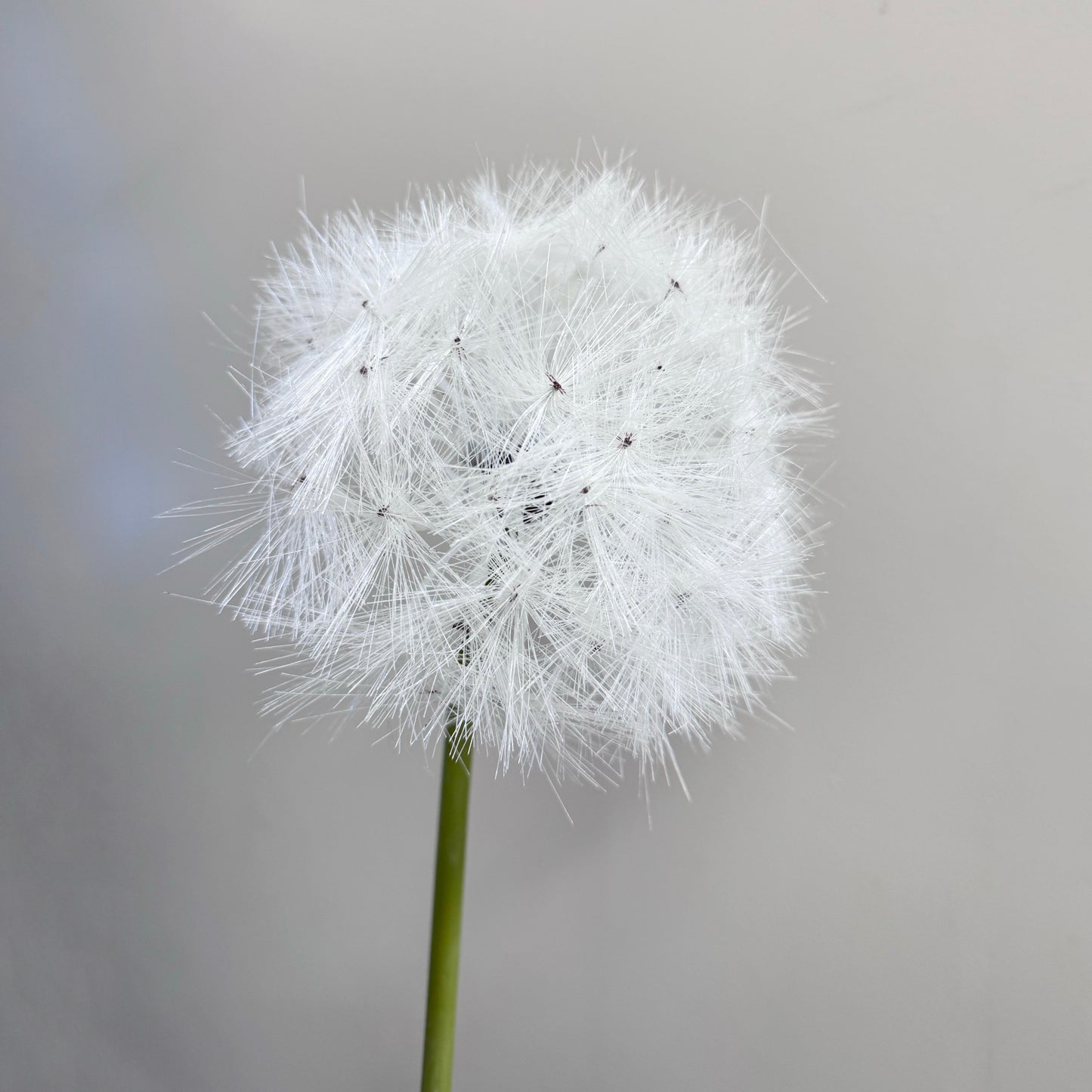 Set of 2 Elegant Bendable Artificial Dandelion Stems, 27 inches Tall