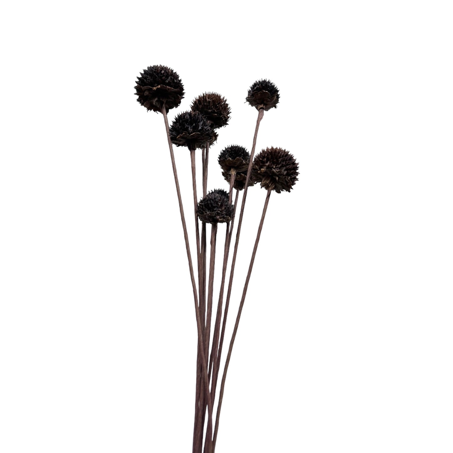 Rustic Black Echinops Bundle - 18-inch Artificial Thistle Flower Stems, Set of 10