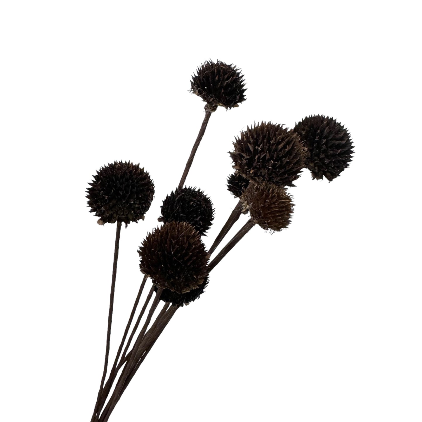 Rustic Black Echinops Bundle - 18-inch Artificial Thistle Flower Stems, Set of 10