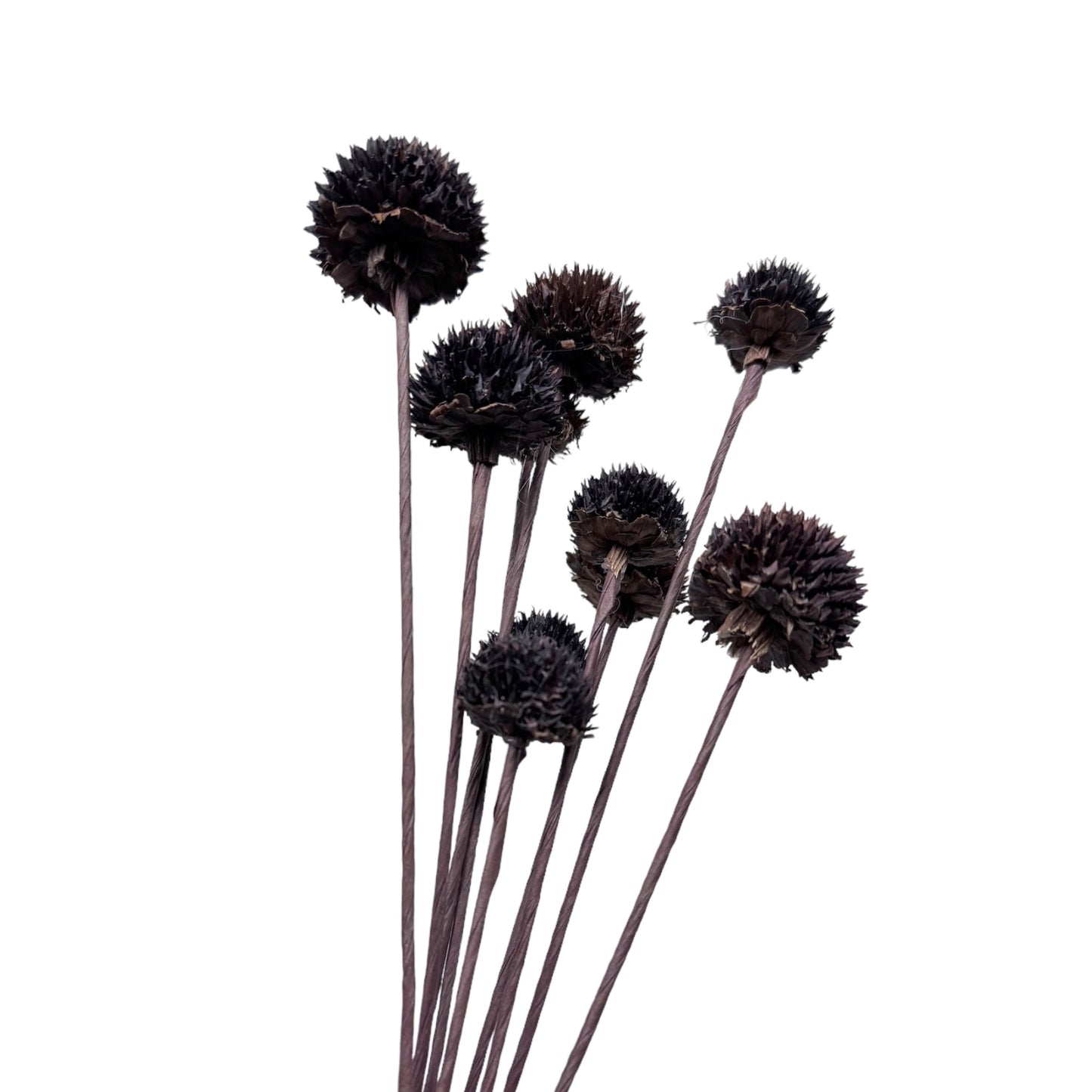 Rustic Black Echinops Bundle - 18-inch Artificial Thistle Flower Stems, Set of 10