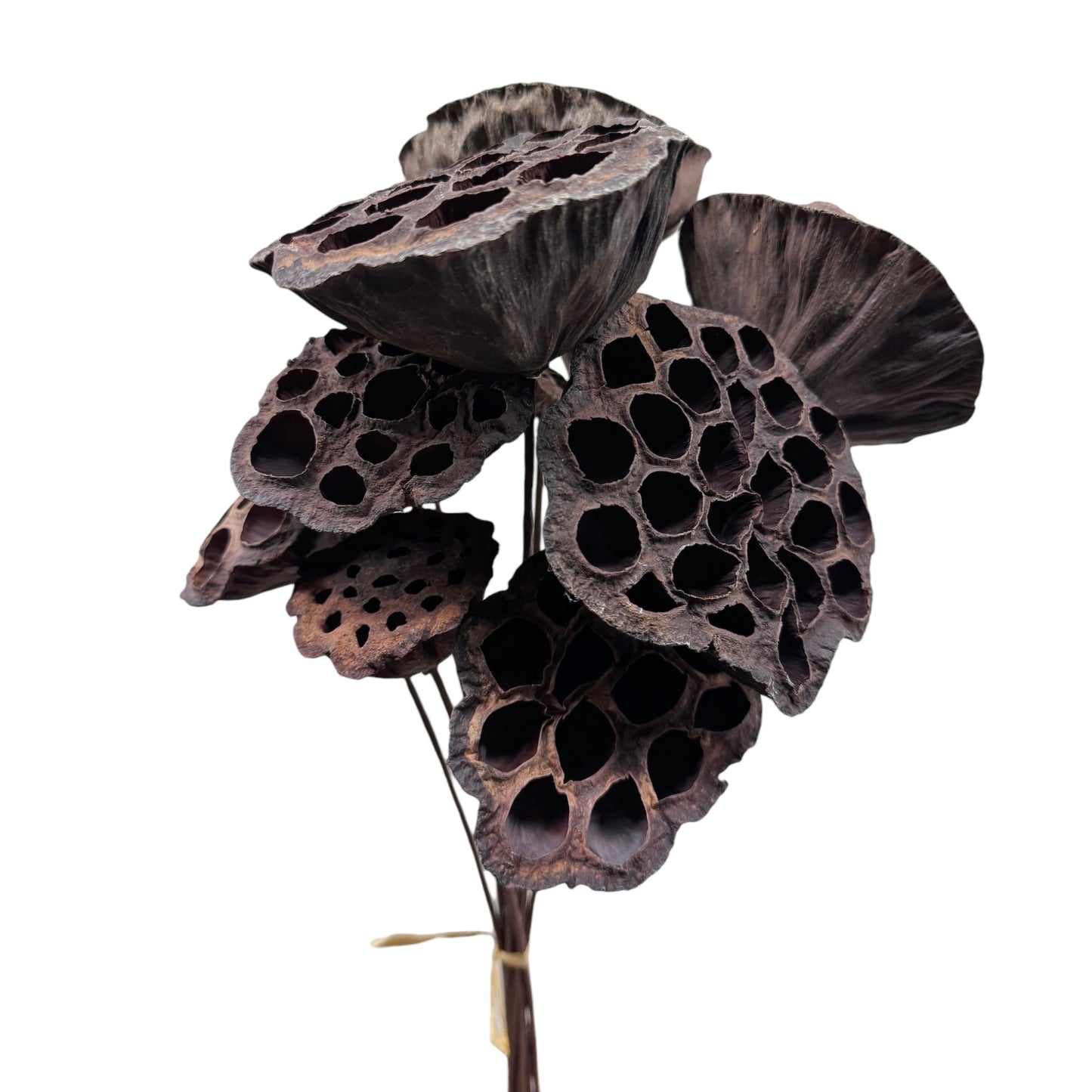 Dark Lotus Pod Accents - 18-inch Flexible Stem Decor, Set of 10