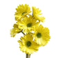 Artificial Real Touch Gerbera Barberton Daisy Stems (Set of 6)