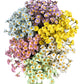 Set of 10 Artificial Daisy Flower Stems in Multiple Colors