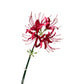 Set of 2 Artificial Spider Lily Stems, 24 inches Tall