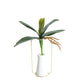 Artificial Green Phalaenopsis Orchid Leaves Latex Real Touch Plants (Pack of 2)
