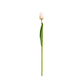Realistic Touch Artificial Tulips Stems in Multiple Colors - Set of 6